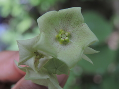Dictyanthus asper