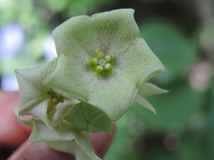 Dictyanthus asper
