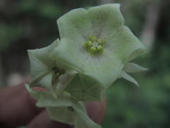 Dictyanthus asper