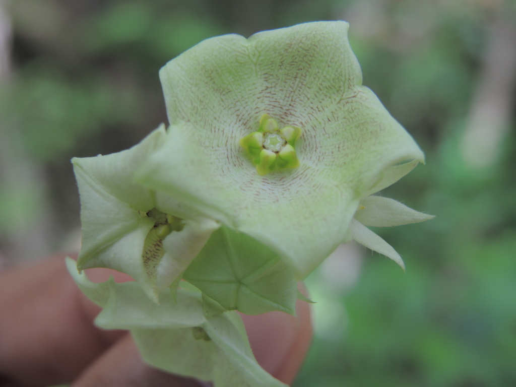 Dictyanthus asper