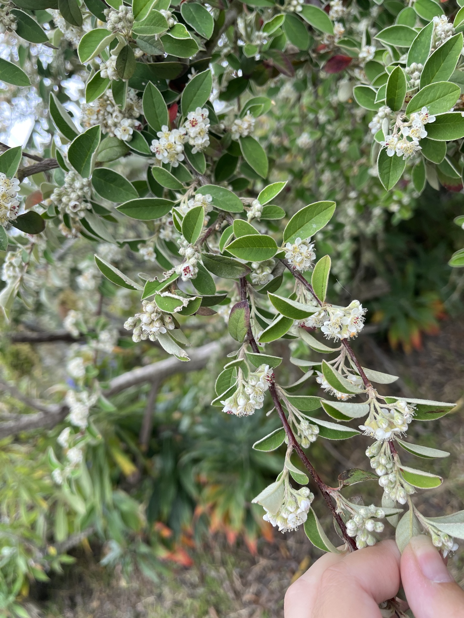 Cotoneaster pannosus