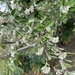 Silverleaf Cotoneaster - Photo (c) James Bailey, some rights reserved (CC BY-NC), uploaded by James Bailey