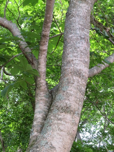 Image of Aesculus turbinata by (c) Marco Mussita, some rights reserved (CC BY)