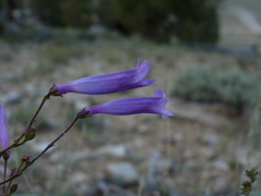 Penstemon scapoides