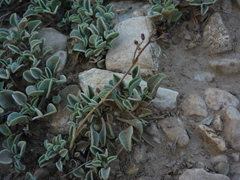 Penstemon scapoides