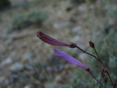 Penstemon scapoides
