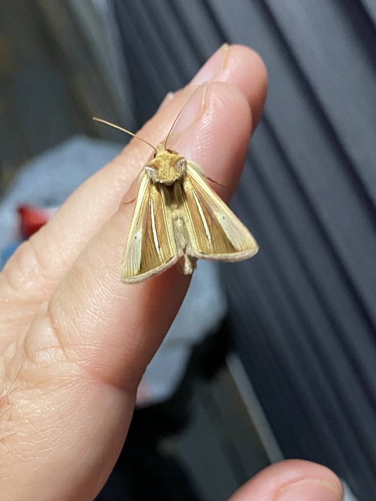 White-streaked Looper Moth