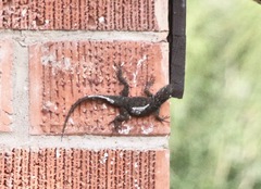 Sceloporus cyanogenys