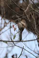 Psaltriparus minimus minimus