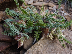 Astragalus lentiginosus semotus