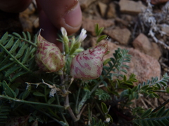 Astragalus lentiginosus semotus