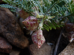 Astragalus lentiginosus semotus