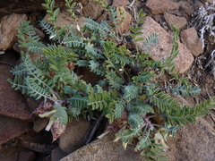 Astragalus lentiginosus semotus