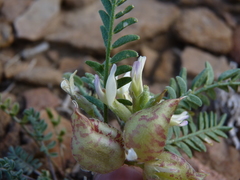 Astragalus lentiginosus semotus