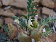 Astragalus lentiginosus semotus