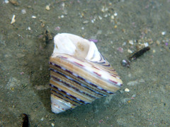 Calliostoma tricolor