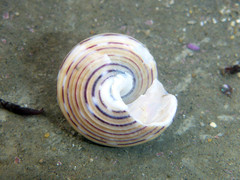 Calliostoma tricolor