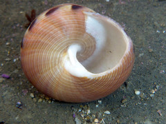 Calliostoma gloriosum