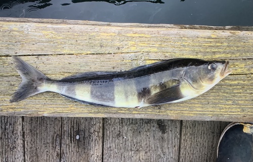 Atka mackerel (Pleurogrammus monopterygius) — Hexagrammidae — 3