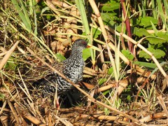 Pardirallus maculatus