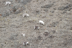 Ovis dalli