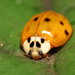 Greater Lady Beetles - Photo (c) Katja Schulz, some rights reserved (CC BY)