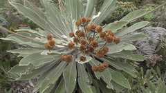 Espeletia corymbosa