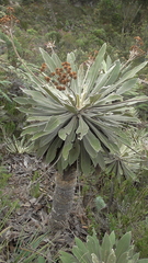 Espeletia corymbosa