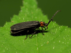 Lopheros fraternus
