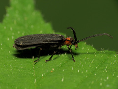 Lopheros fraternus