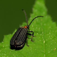 Lopheros fraternus