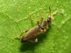 Macratria murina