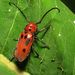 Escarabajos Cuernos Largos del Algodoncillo - Photo (c) Katja Schulz, algunos derechos reservados (CC BY)