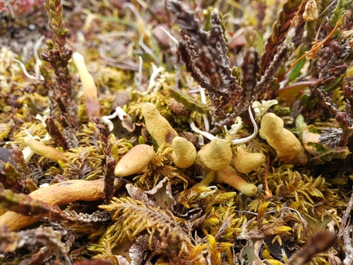 Arctic Butterfingers Lichen