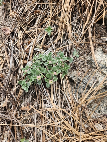 Image of Monardella nana by no rights reserved