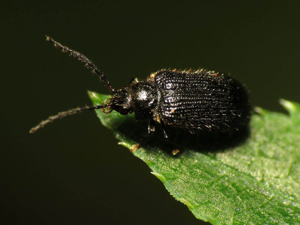 Eurypogon niger