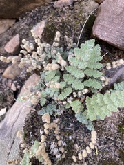 Myriopteris parryi image