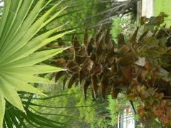 Pritchardia pacifica