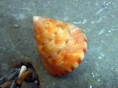Calliostoma gloriosum
