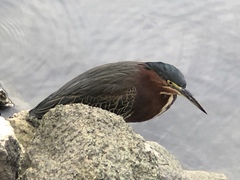 Butorides virescens