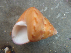 Calliostoma gloriosum