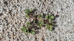 Acmispon maritimus brevivexillus
