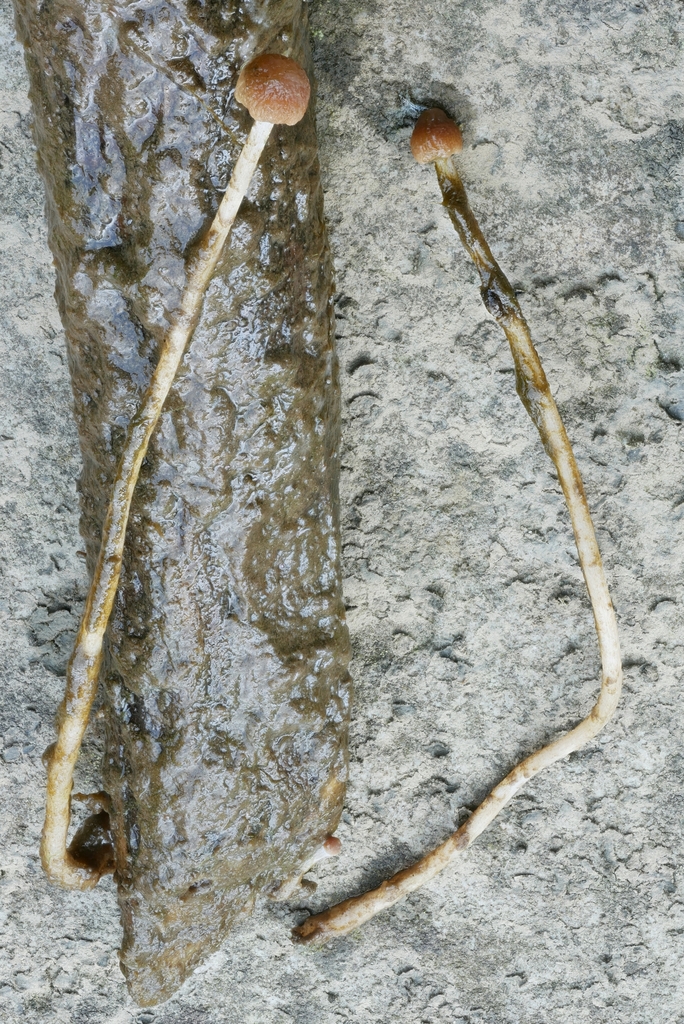 Psathyrella aquatica in June 2023 by Garrett Taylor. Growing underwater