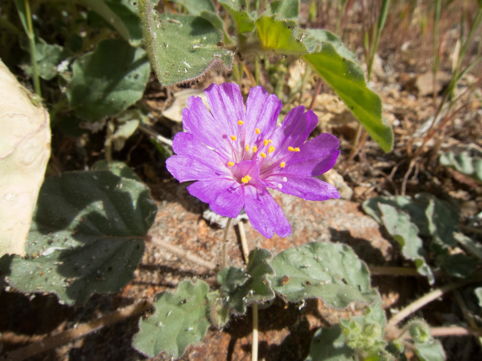Allionia incarnata var. villosa