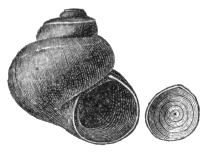 Utah roundmouth snail