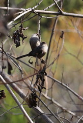 Psaltriparus minimus minimus