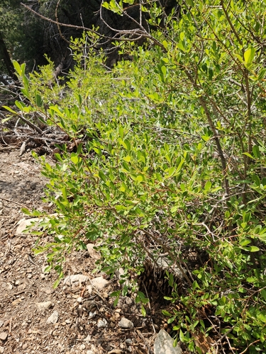 Image of Salix scouleriana by no rights reserved