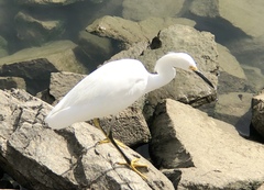Egretta thula