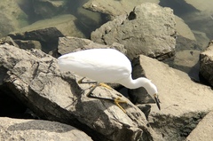 Egretta thula