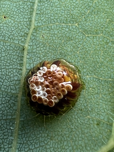 Pale Green Assassin Bug photo 5